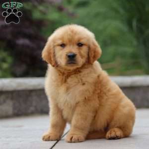 Jesse, Golden Retriever Puppy